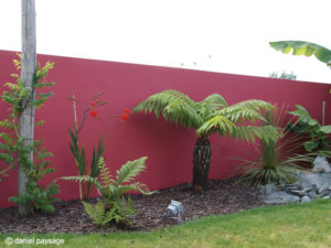 Mur-rouge-fougère arborescente